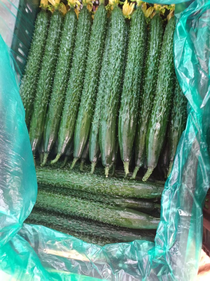 【实力商家】中牟精品黄瓜大量上市/顶花带刺大黄瓜/黄瓜