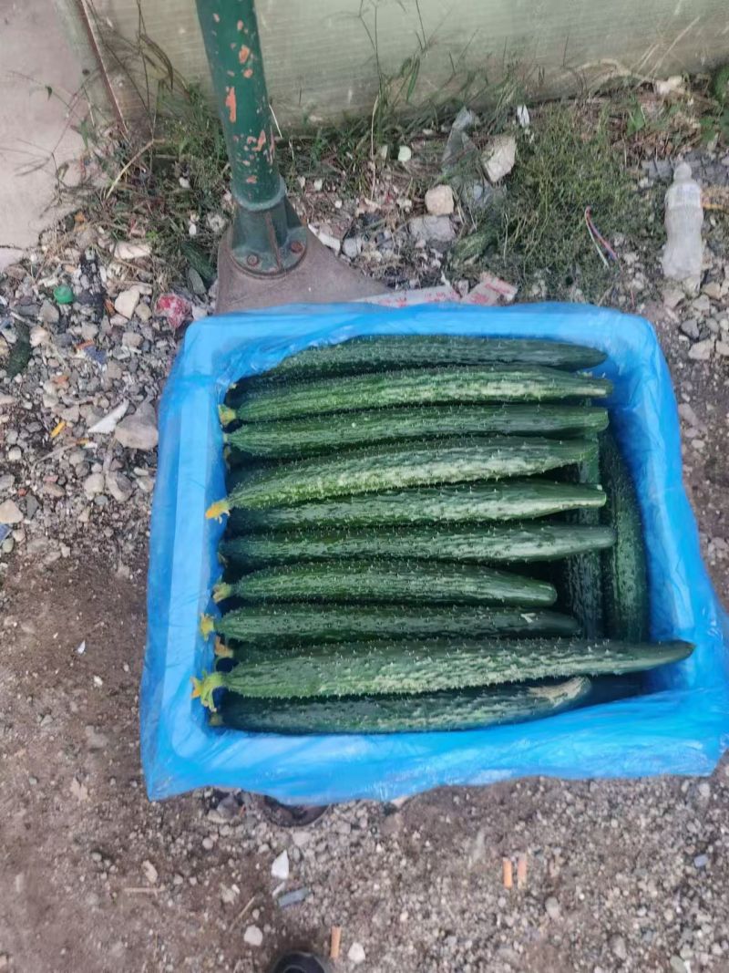【实力商家】中牟精品黄瓜大量上市/顶花带刺大黄瓜/黄瓜