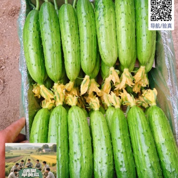 旱黄瓜，精品翠绿小黄瓜，旱黄瓜口感细腻鲜美黄瓜