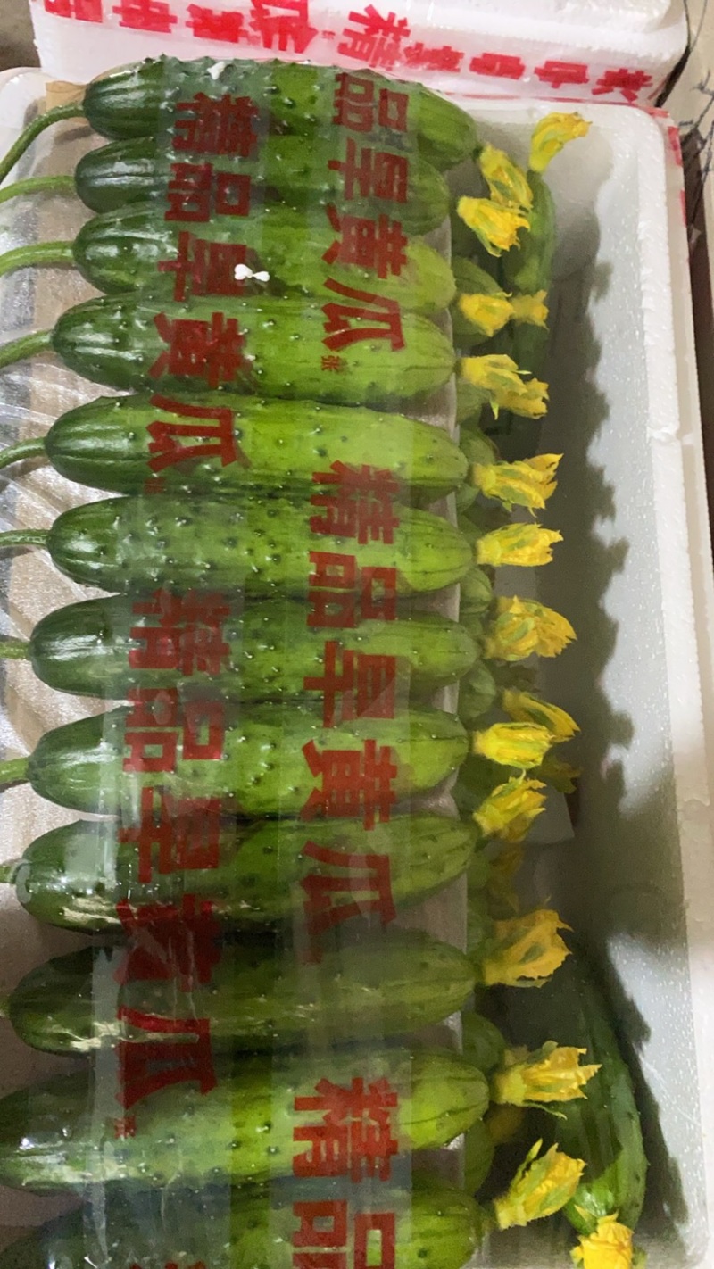 旱黄瓜，精品翠绿小黄瓜，旱黄瓜口感细腻鲜美黄瓜