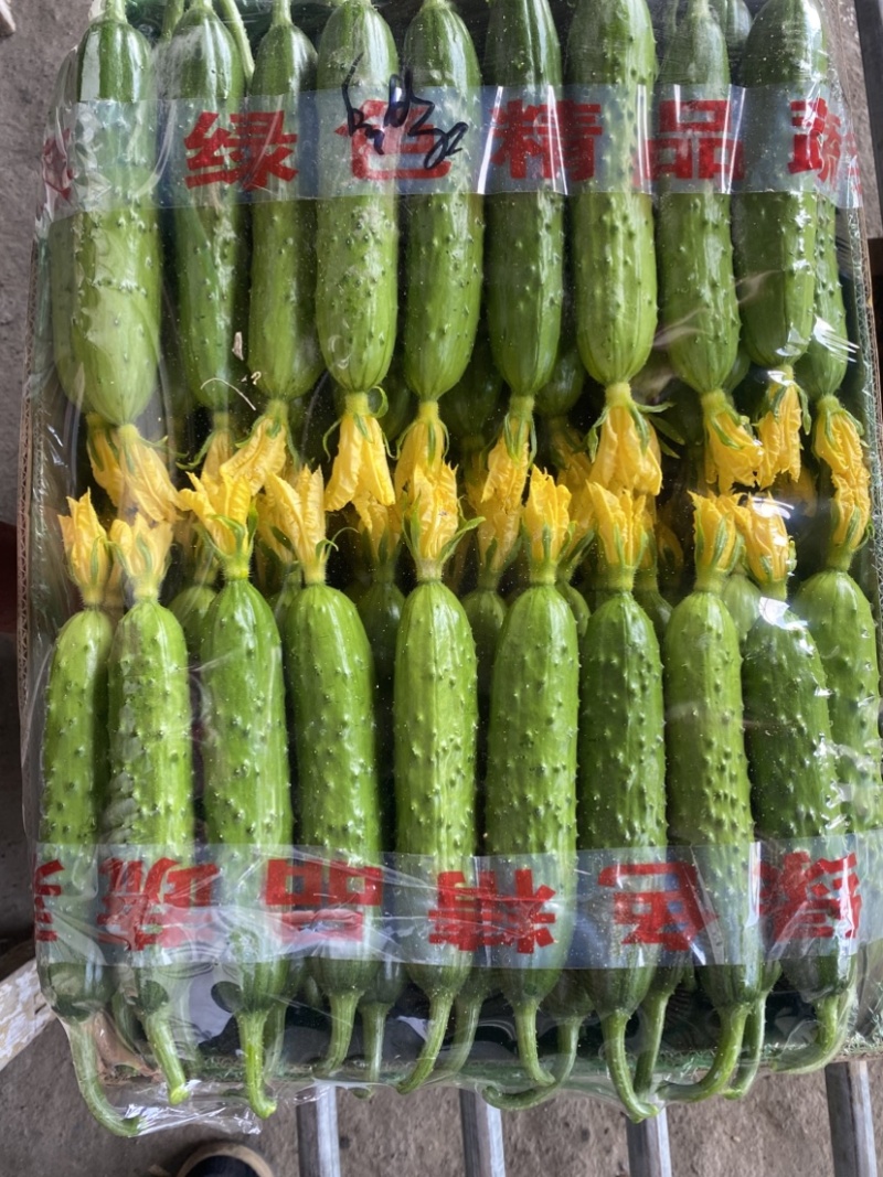 旱黄瓜，精品翠绿小黄瓜，旱黄瓜口感细腻鲜美黄瓜