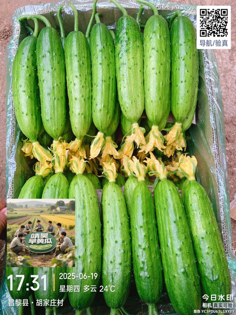 旱黄瓜，精品翠绿小黄瓜，旱黄瓜口感细腻鲜美黄瓜