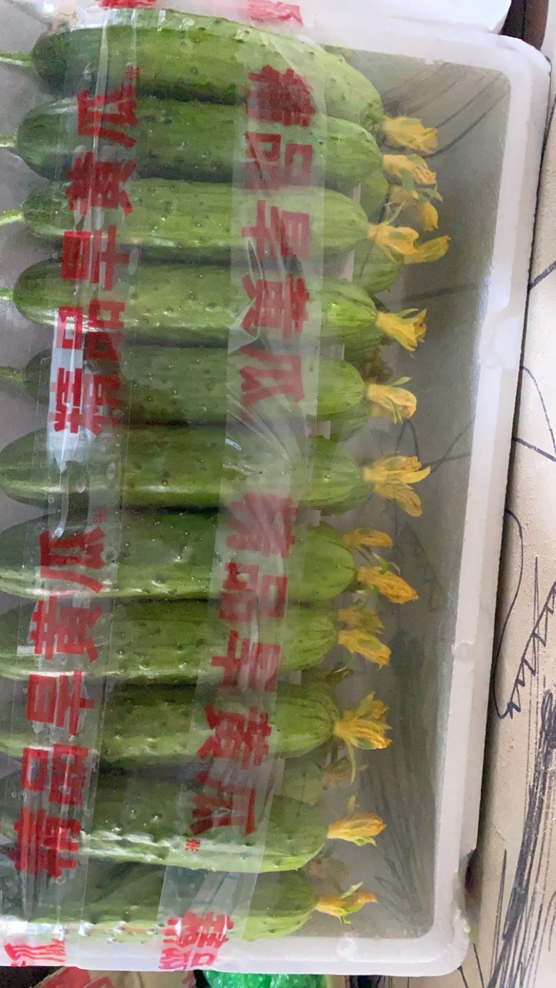 旱黄瓜，精品翠绿小黄瓜，旱黄瓜口感细腻鲜美黄瓜