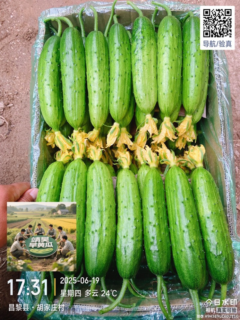 旱黄瓜，精品翠绿小黄瓜，旱黄瓜口感细腻鲜美黄瓜