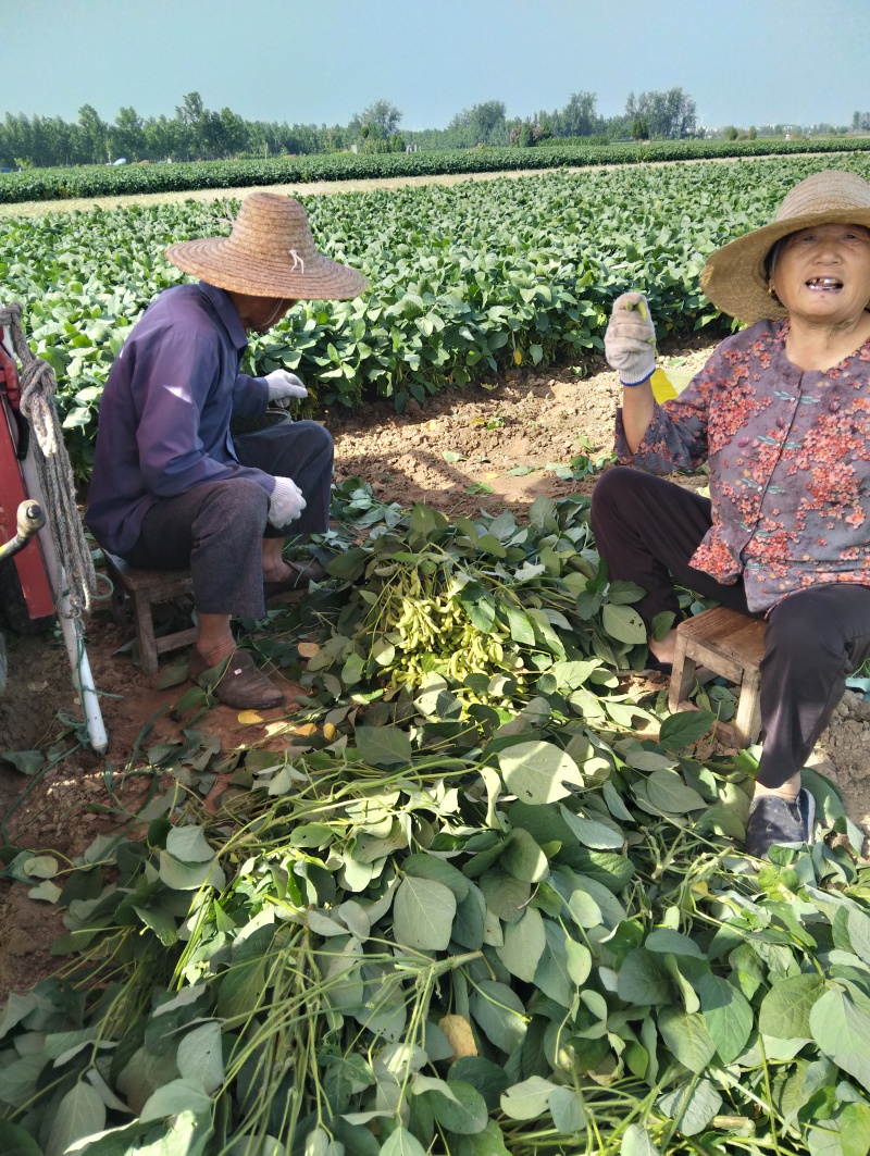毛豆绿宝石