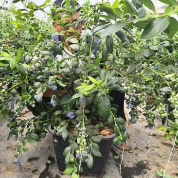 F6蓝莓一年苗，大量出售