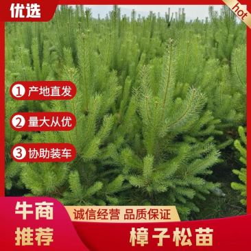 樟子松杯苗，21x21杯，1米起步，质量保证