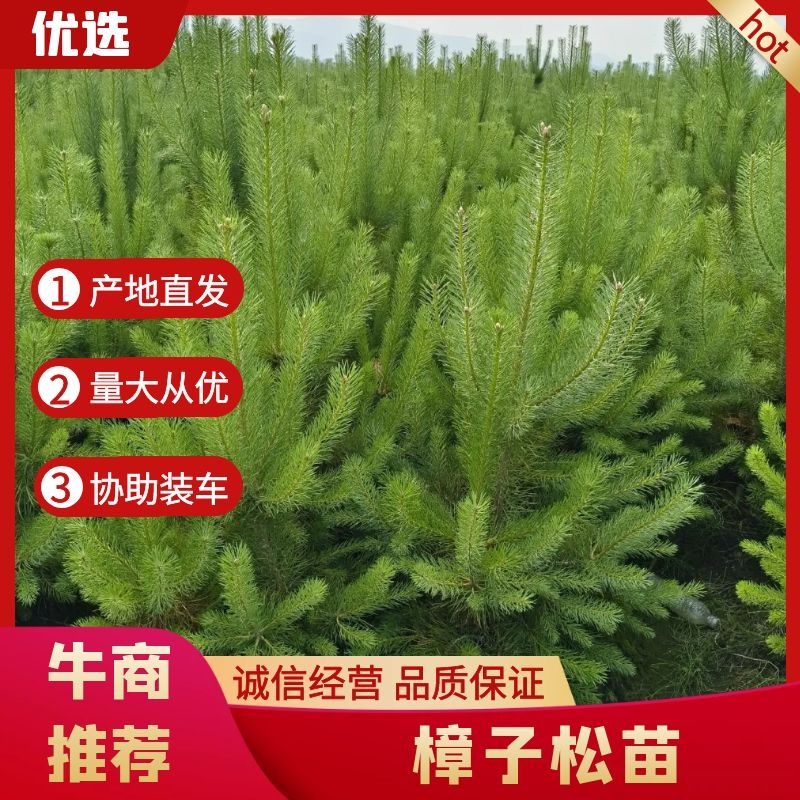 樟子松杯苗，21x21杯，1米起步，质量保证