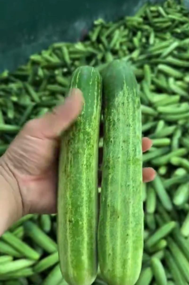 旱黄瓜大量供应需要的联系，支持发货全国各地批发市场商超，