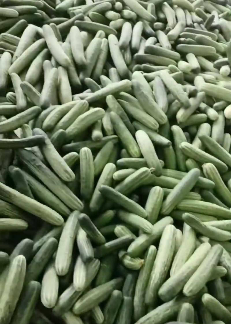 旱黄瓜大量供应需要的联系，支持发货全国各地批发市场商超，
