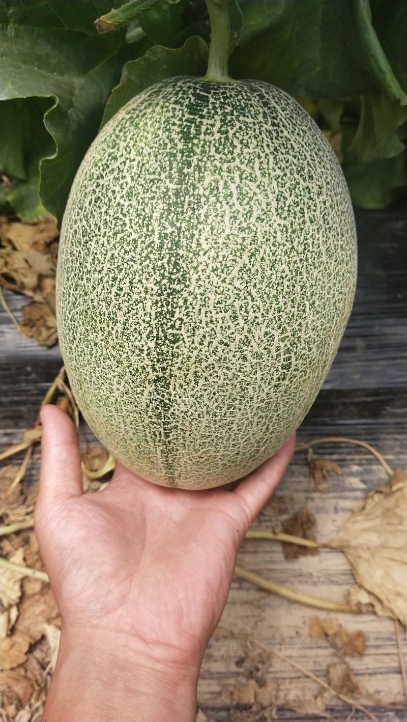 小密二五哈密瓜，供应