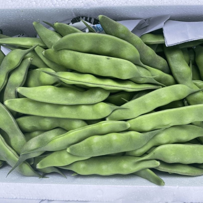 东北大油豆九月青，超市、电商、批发商，加工厂供货