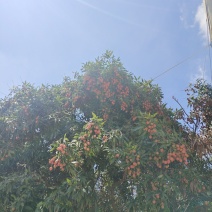 荔枝