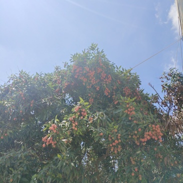 荔枝