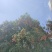 荔枝