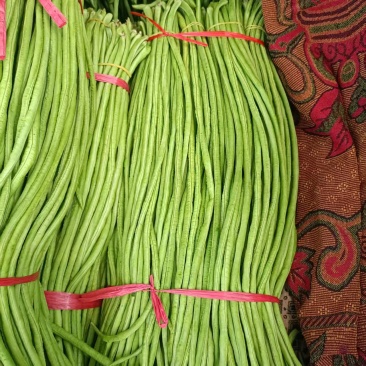 【精品】中牟长豆角大量上市/郑州中牟蔬菜基地/青条豆角