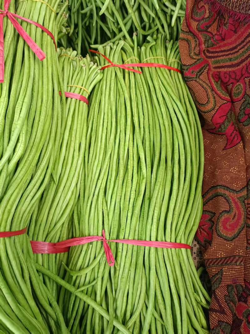【精品】中牟长豆角大量上市/郑州中牟蔬菜基地/青条豆角