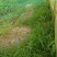 青蛙