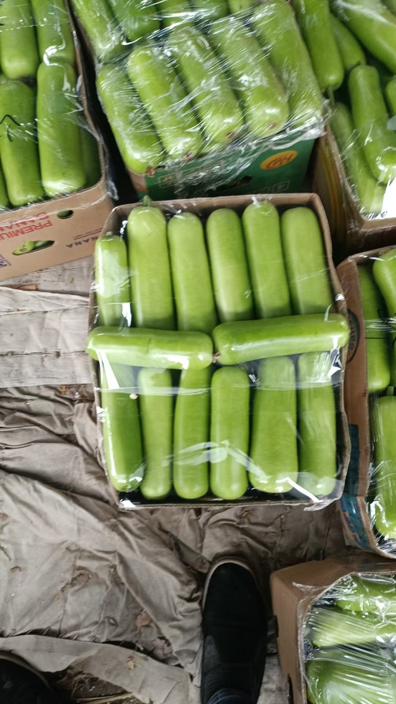 【实力商家】河南中牟蔬菜瓠子瓜/精品瓠子/瓠瓜大量有货
