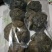 蜂胶原胶紫色黄金蜂农自产自销天然优质好胶纯原胶毛胶