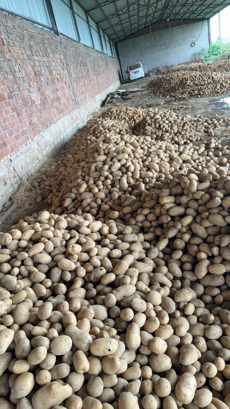 【推荐】沃土黄心土豆大量现货批发货源足价格低信誉高