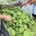 莲蓬鲜莲蓬产地一手货源，大量现货供应，可视频看货代发全国