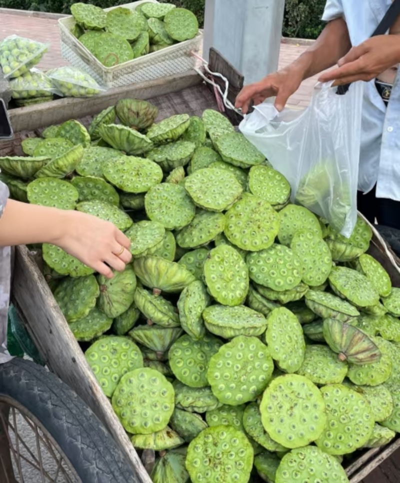 莲蓬鲜莲蓬产地一手货源，大量现货供应，可视频看货代发全国