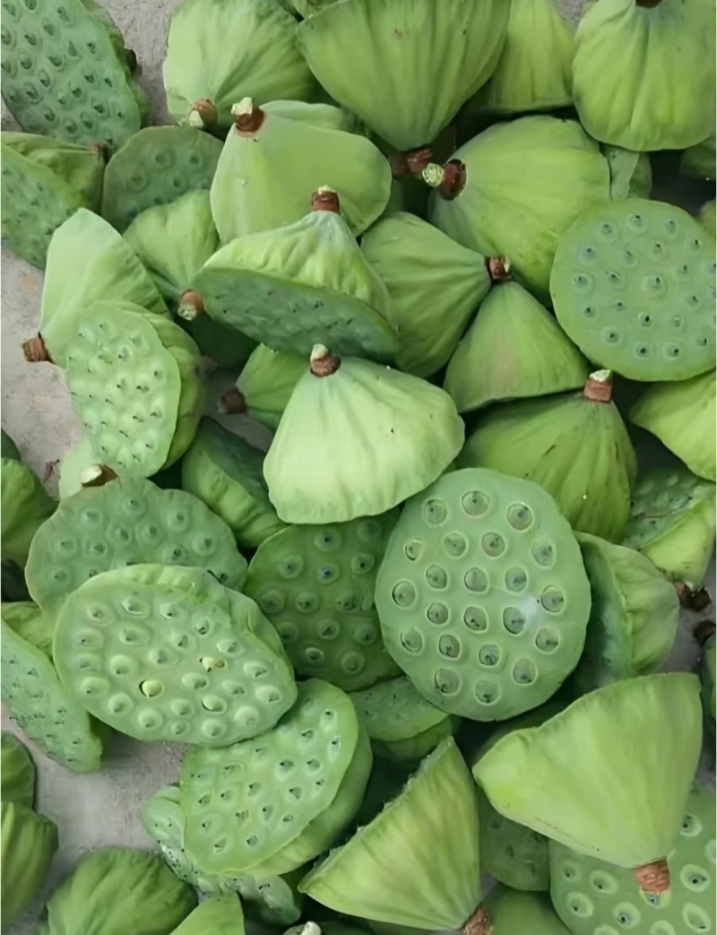 莲蓬鲜莲蓬产地一手货源，大量现货供应，可视频看货代发全国