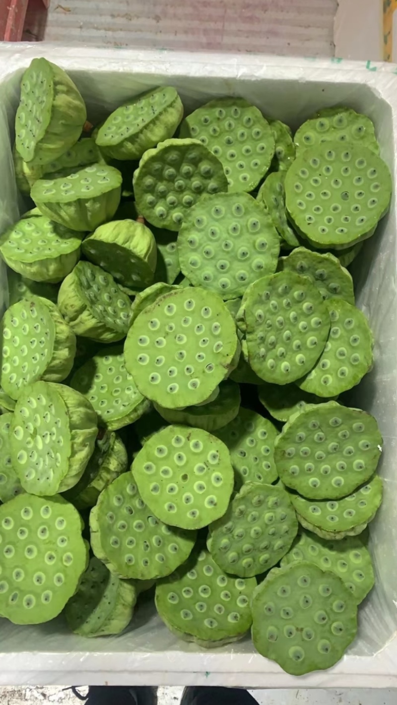 莲蓬鲜莲蓬产地一手货源，大量现货供应，可视频看货代发全国