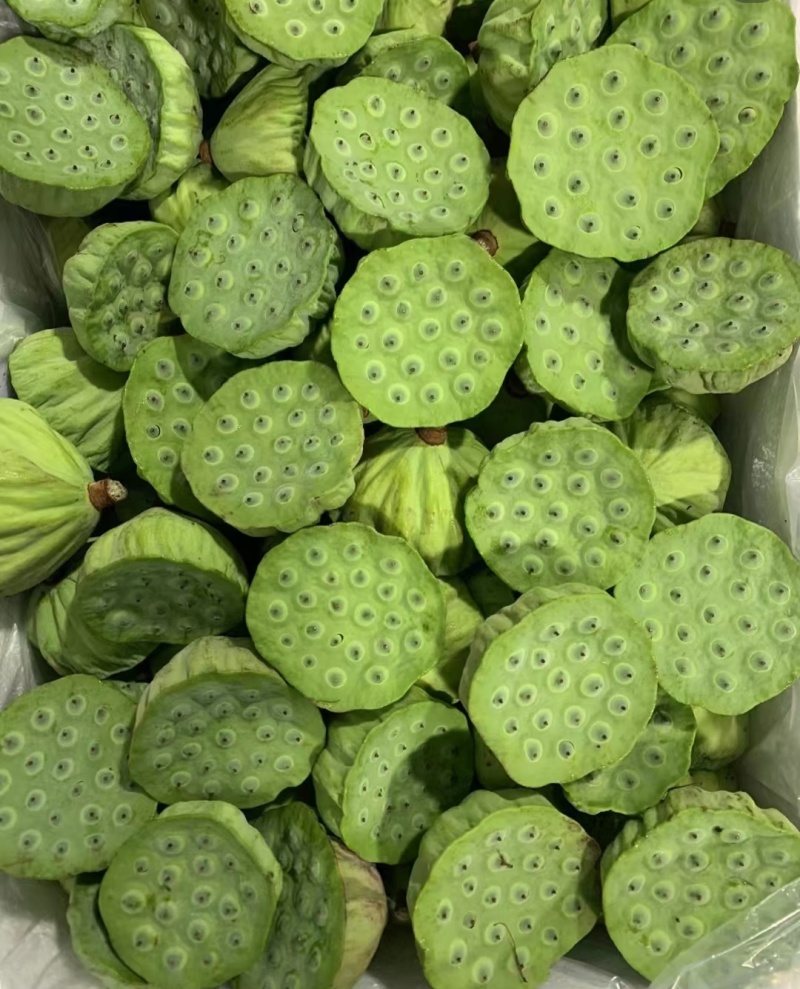 莲蓬鲜莲蓬产地一手货源，大量现货供应，可视频看货代发全国