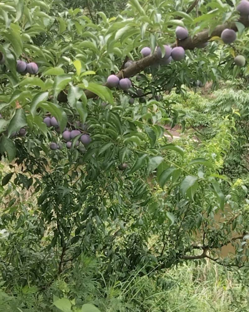 五月脆李子现在上市