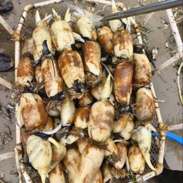 庐江早藕上市价格美丽珍珠三五都有