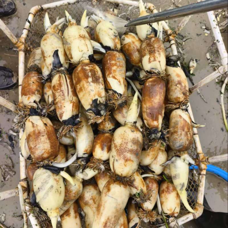 庐江早藕上市价格美丽珍珠三五都有