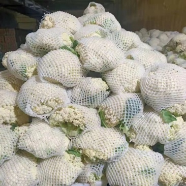 【精品】甘肃散花，大量上市白面青梗欢迎选购