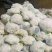 【精品】甘肃散花，大量上市白面青梗欢迎选购