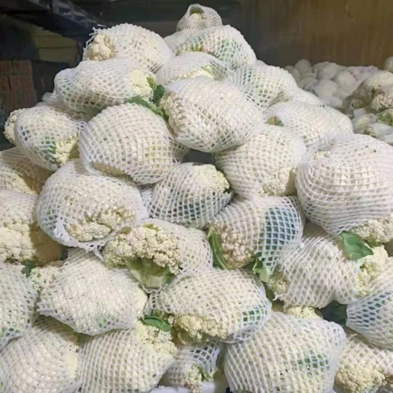 【精品】甘肃散花，大量上市白面青梗欢迎选购