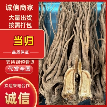 甘肃当归中药根茎中药材优质当归头可视频看货