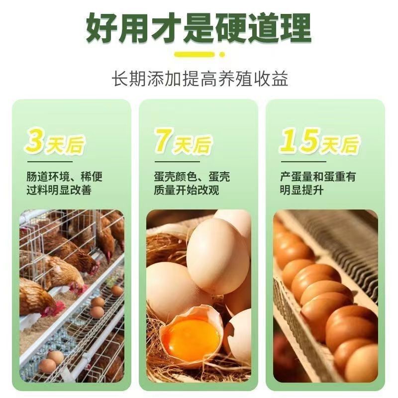 发酵辣椒粕饲料改善肠道促食增重提高产蛋