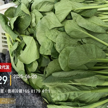 上海青快菜菜心菠菜黑叶白代收代发