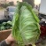 牛心甘蓝湖北甘蓝牛心包菜产地直发品质保证上货中