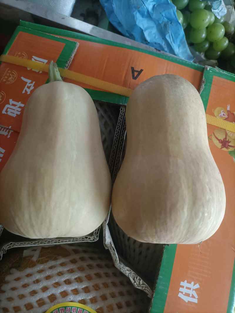 河南花生南瓜对接全国市场量大从优欢迎采购热卖中