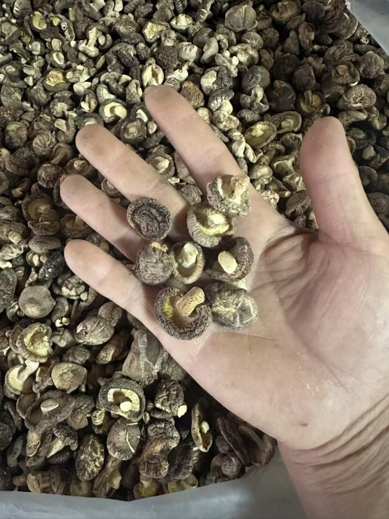 泌阳干香菇肉质厚规格全产地直发货源充足