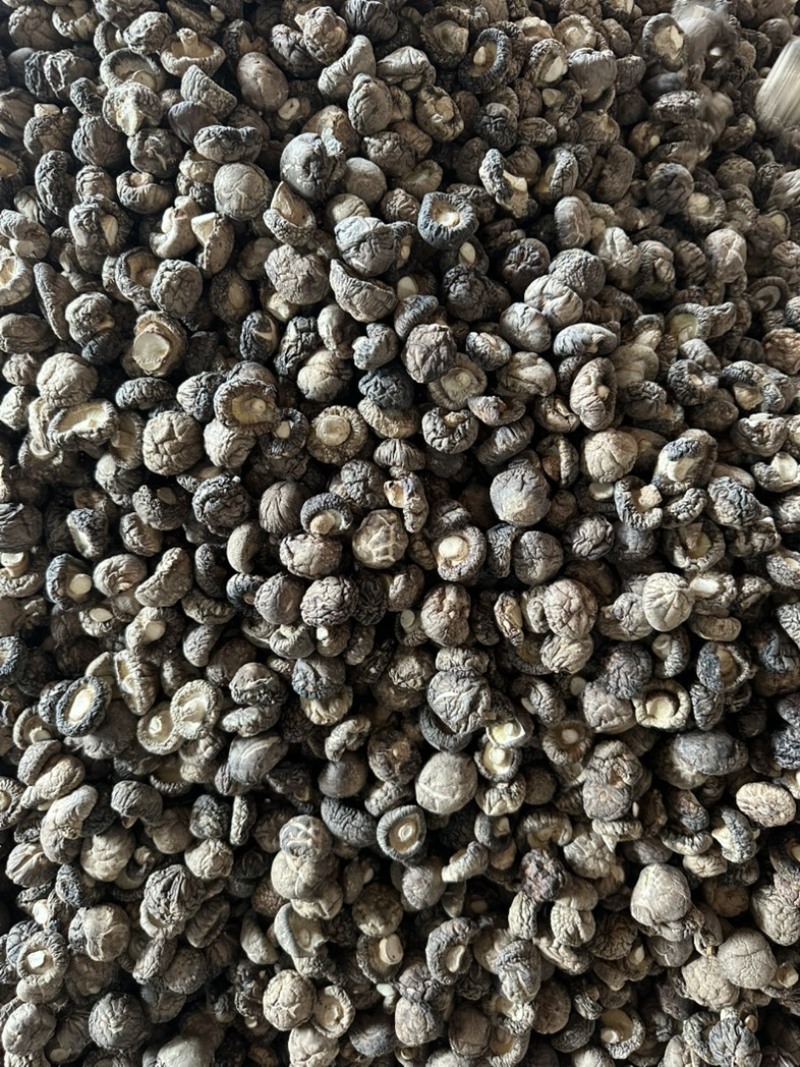 泌阳干香菇肉质厚规格全产地直发货源充足