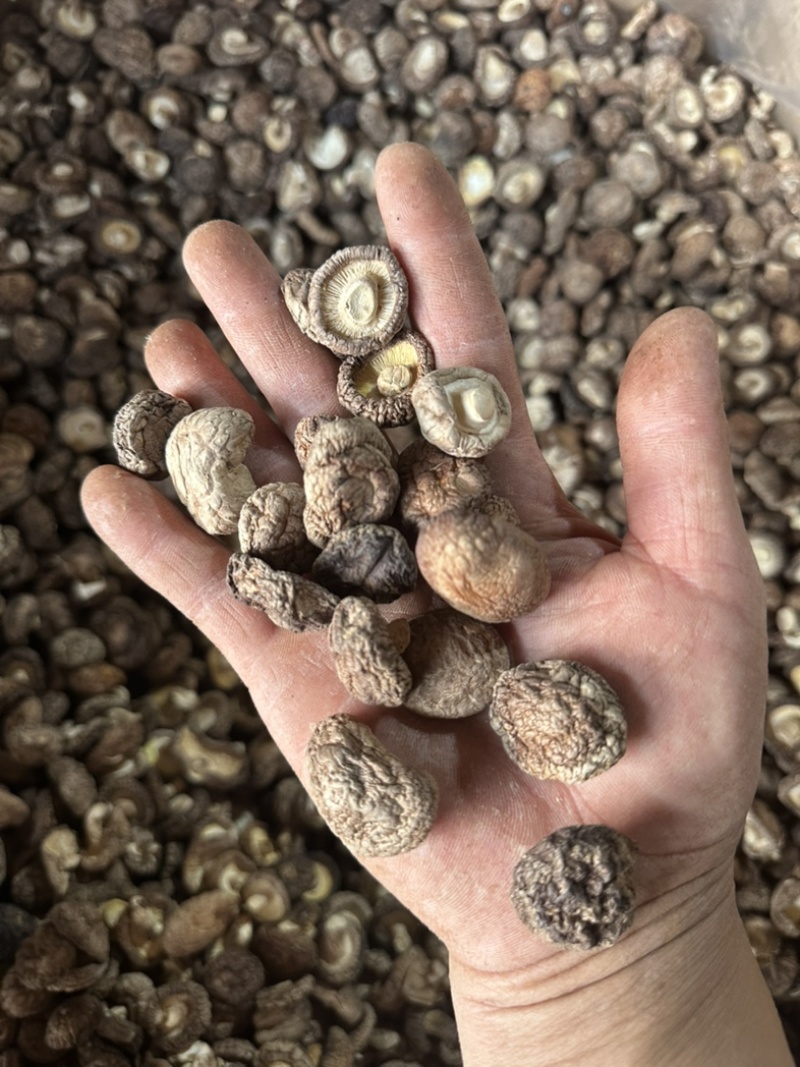泌阳干香菇肉质厚规格全产地直发货源充足
