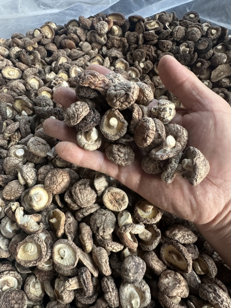 泌阳干香菇肉质厚规格全产地直发货源充足