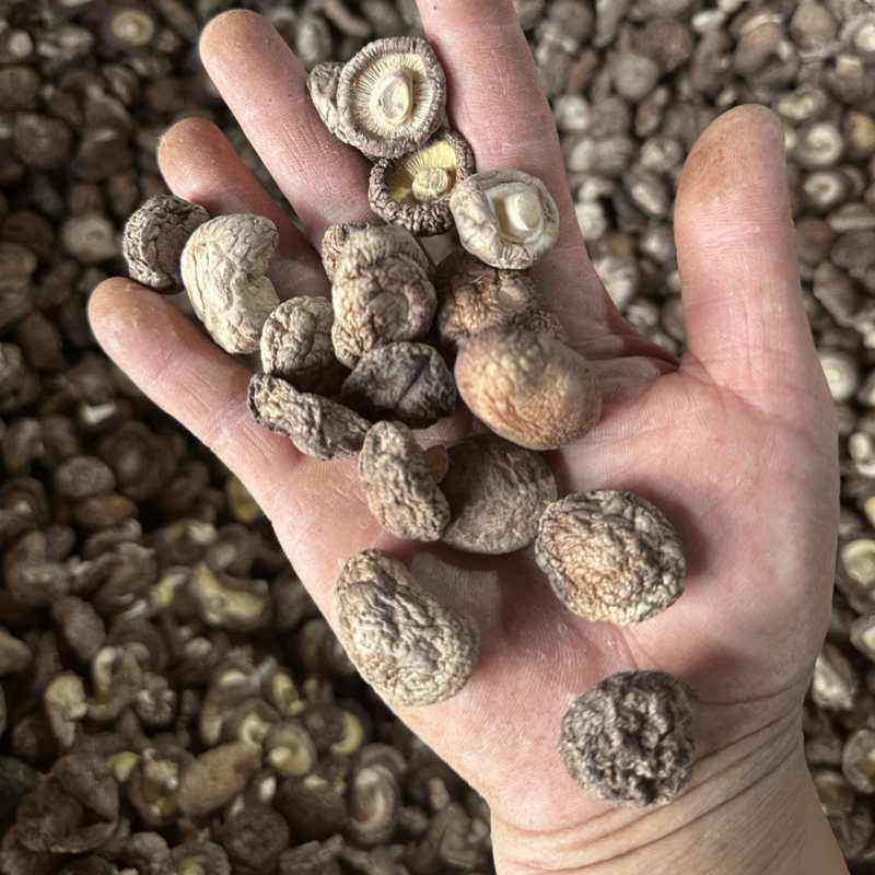 泌阳干香菇肉质厚规格全产地直发货源充足