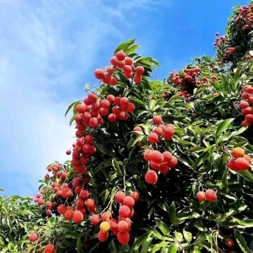 黑叶茘枝