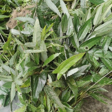 巫山野生淫羊藿，泡酒的功效很多，野生越来少，咨询我