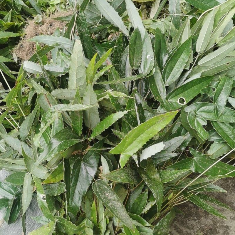 巫山野生淫羊藿，泡酒的功效很多，野生越来少，咨询我