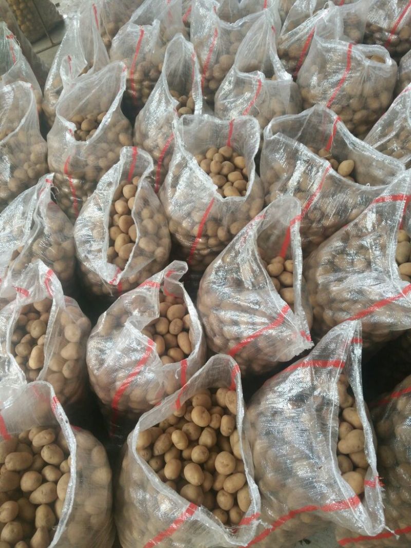 迷你小土豆河南黄心土豆油炸迷你小土豆常年供应